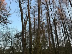 Prodej lesa, Velké Všelisy, 8197 m2