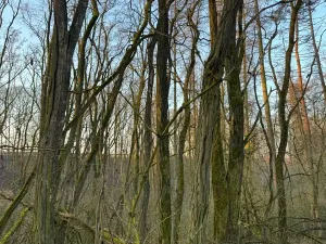 Prodej lesa, Velké Všelisy, 8197 m2