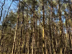Prodej lesa, Týniště nad Orlicí, 6788 m2