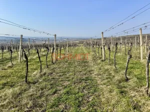 Prodej sadu/vinice, Němčičky, 11748 m2