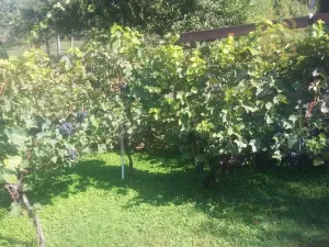 Prodej pozemku pro bydlení, Velké Žernoseky, 4490 m2