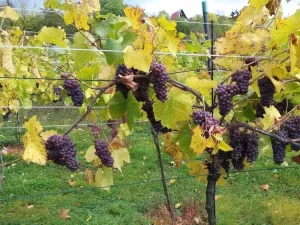 Prodej pozemku pro bydlení, Velké Žernoseky, 4490 m2