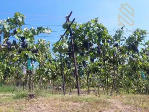 Prodej pozemku pro bydlení, Velké Žernoseky, 4490 m2