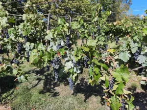 Prodej pozemku pro bydlení, Velké Žernoseky, 4490 m2