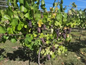 Prodej pozemku pro bydlení, Velké Žernoseky, 4490 m2