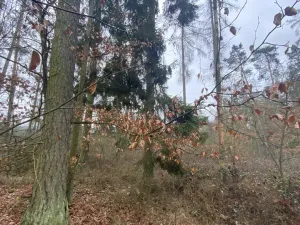 Prodej lesa, Blížejov - Lštění, 4624 m2