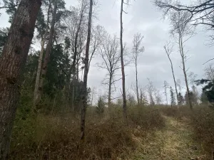 Prodej lesa, Blížejov - Lštění, 7793 m2