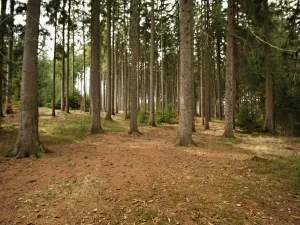 Prodej chaty, Zubří, 64 m2