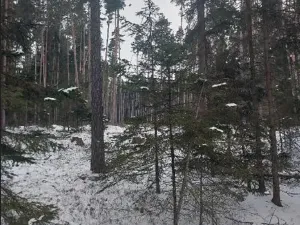 Prodej lesa, Častrov, 1295 m2