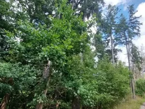 Prodej lesa, Cerekvička-Rosice, 2498 m2