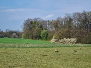 Pronájem pole, Štramberk, Novojičínská, 850 m2