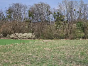 Pronájem pole, Štramberk, Novojičínská, 850 m2