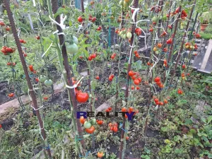 Prodej zahrady, Podbořany, Sídliště Míru, 241 m2