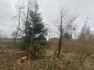 Prodej lesa, Blížejov - Lštění, 7793 m2