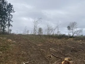 Prodej lesa, Blížejov - Lštění, 7793 m2