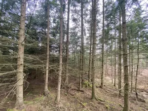 Prodej lesa, Kolinec - Buršice, 5195 m2