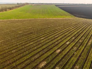 Prodej sadu/vinice, Troskotovice, 243931 m2