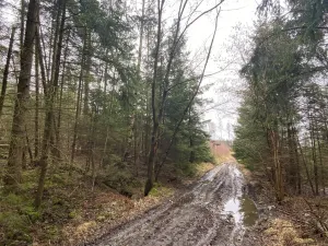 Prodej lesa, Kolinec - Buršice, 5195 m2