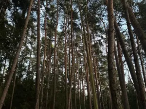 Prodej podílu lesa, Puclice, 12856 m2