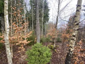 Prodej lesa, Kolinec - Buršice, 3423 m2