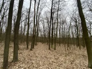 Prodej lesa, Silůvky, 2829 m2