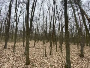 Prodej lesa, Silůvky, 2829 m2