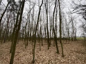 Prodej lesa, Silůvky, 2829 m2