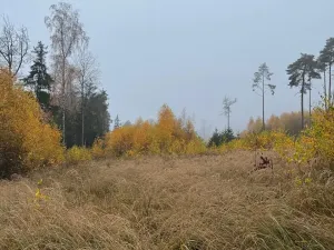 Prodej lesa, Úboč, 13538 m2