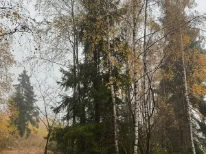 Prodej lesa, Úboč, 13538 m2