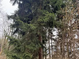 Prodej pole, Hlavňovice, 11738 m2