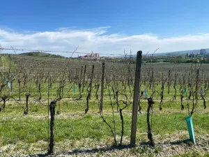 Prodej sadu/vinice, Mikulov, Nová, 4809 m2