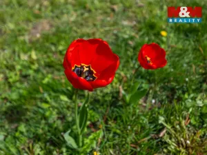 Prodej zahrady, Chomutov, 351 m2