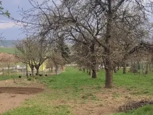 Prodej pozemku pro bydlení, Viničné Šumice, 2431 m2