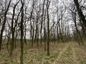 Prodej lesa, Silůvky, 3896 m2