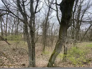 Prodej lesa, Silůvky, 462 m2