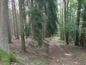 Prodej lesa, Červená Řečice, 150 m2