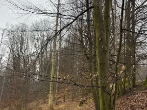 Prodej podílu lesa, Pertoltice, 4226 m2