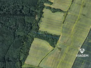 Prodej lesa, Šarovy, 2938 m2