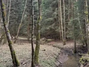 Prodej lesa, Mrákov, 34704 m2