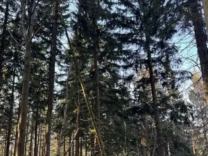 Prodej lesa, Liberec, 14111 m2