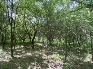 Prodej lesa, Šarovy, 11619 m2