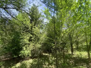 Prodej lesa, Šarovy, 11619 m2