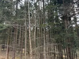 Prodej lesa, Žimutice, 2720 m2