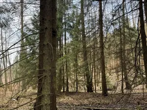 Prodej lesa, Žimutice, 2720 m2