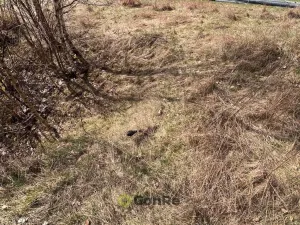 Prodej pozemku pro bydlení, Místo - Blahuňov, 3408 m2