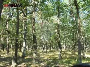 Prodej lesa, Vážany, 15368 m2
