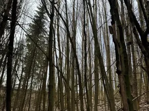 Prodej podílu lesa, Maletín, 10553 m2