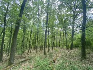 Prodej lesa, Silůvky, 1739 m2