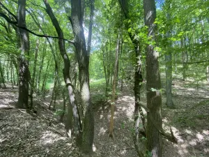 Prodej lesa, Silůvky, 310 m2