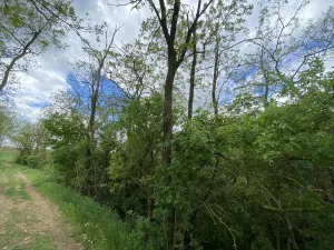 Prodej lesa, Silůvky, 114 m2